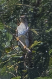 Common Cuckoo - ML618153108