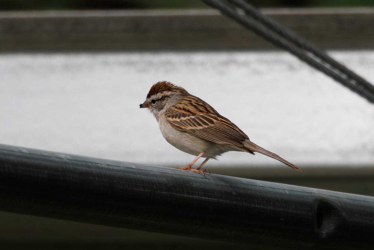 Chipping Sparrow - ML618153116