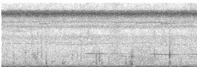 svartstrupemaurrikse - ML618153152