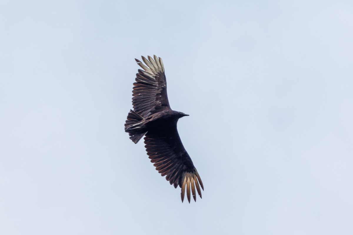 Black Vulture - ML618153155