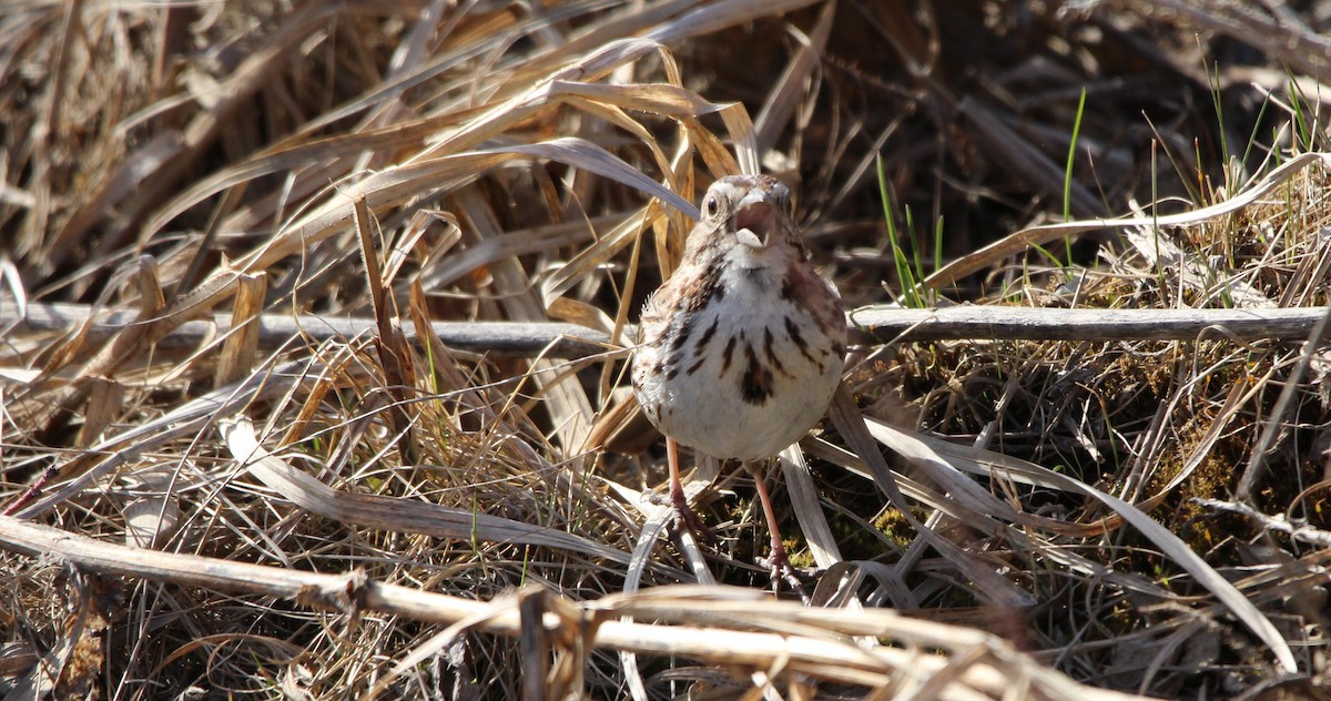 Song Sparrow - Don Cassidy