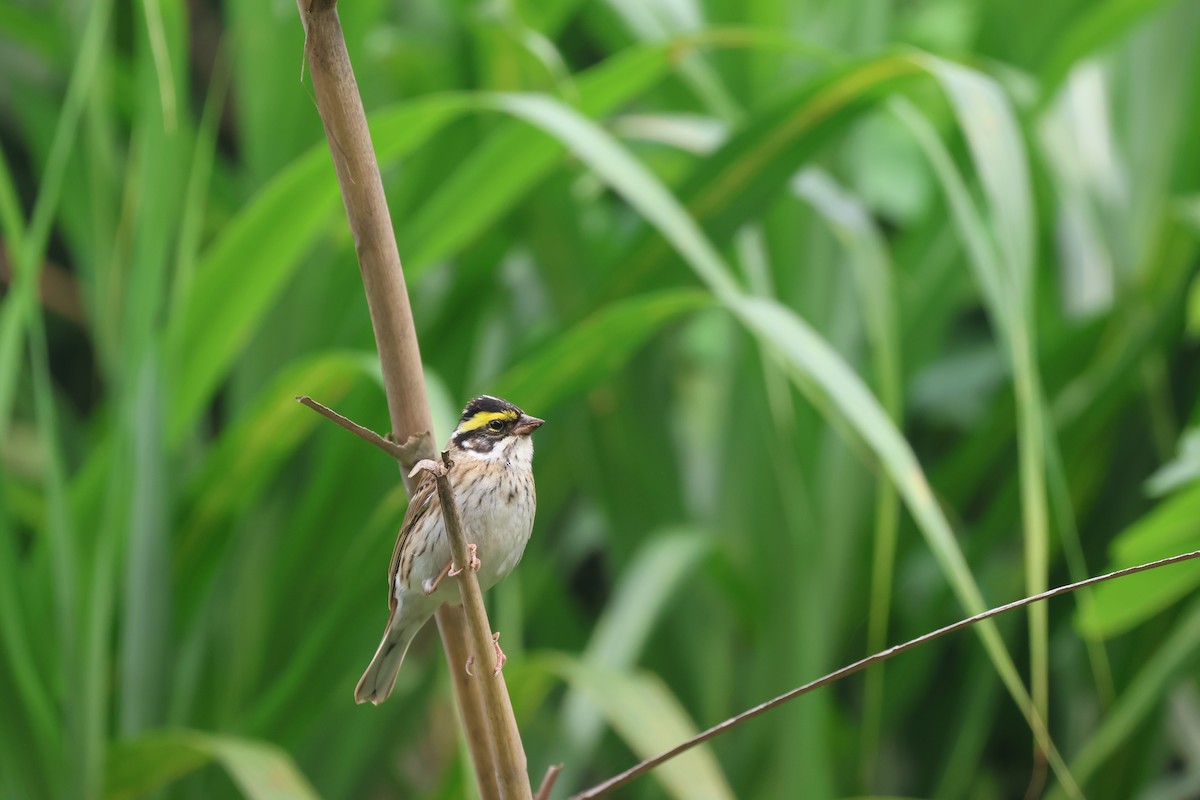 Yellow-browed Bunting - Chi-Hsuan Shao