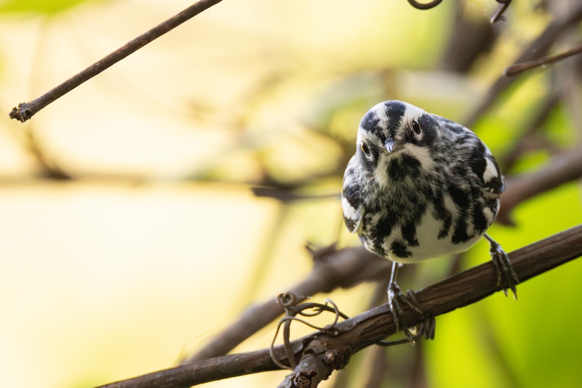 Black-and-white Warbler - ML618153217