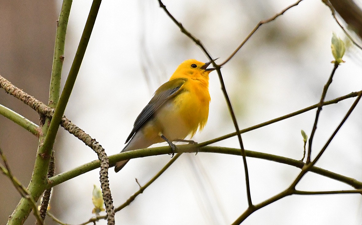Prothonotary Warbler - ML618153265