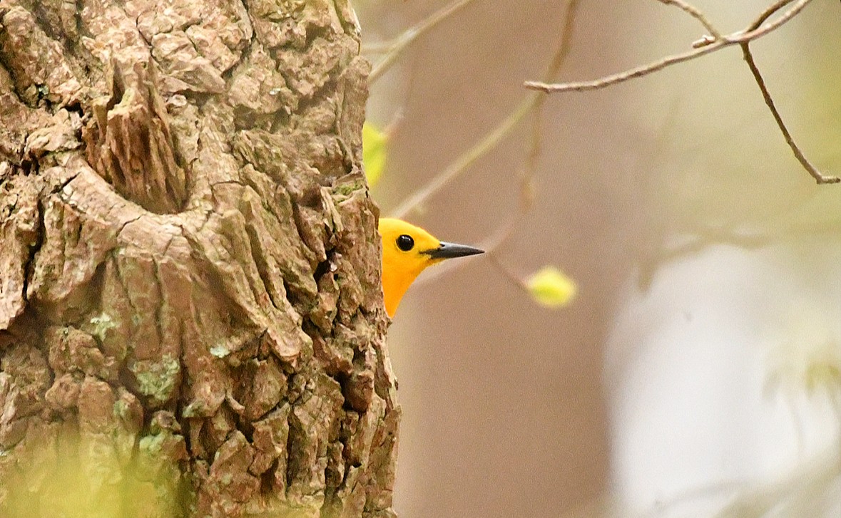 Prothonotary Warbler - ML618153266