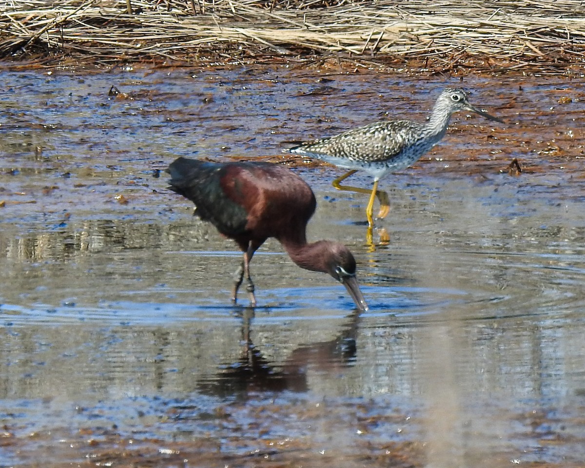 Glossy Ibis - Betsy McCully