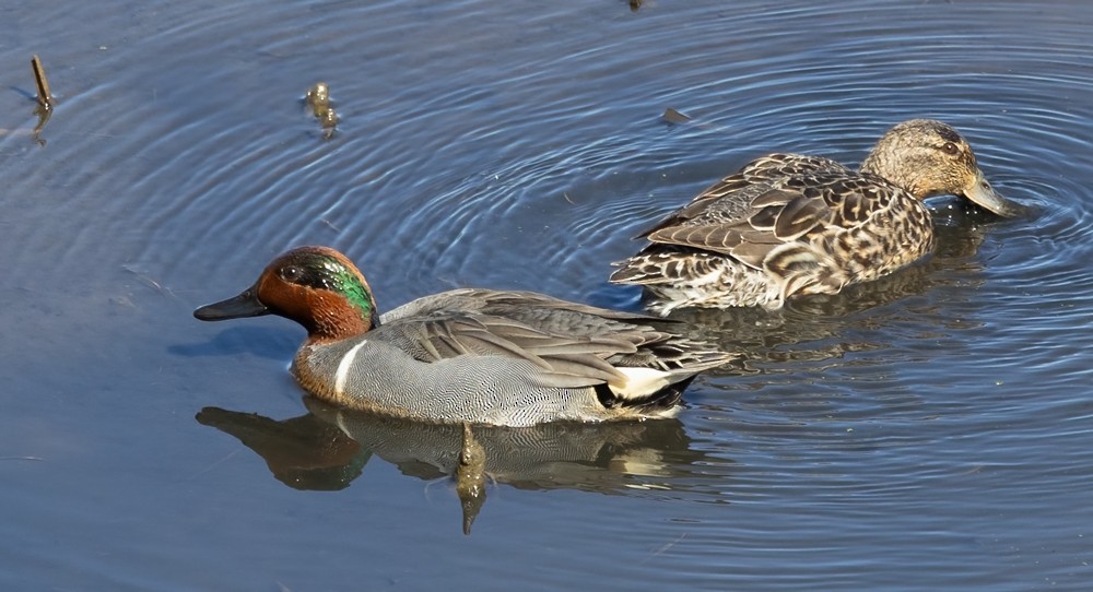 Green-winged Teal - ML618153279