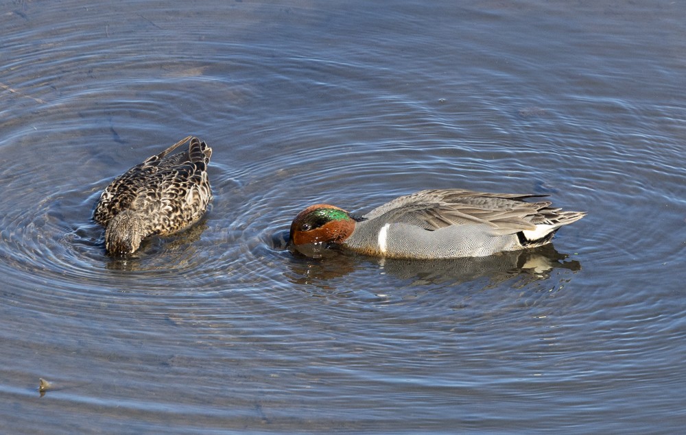 Green-winged Teal - ML618153281