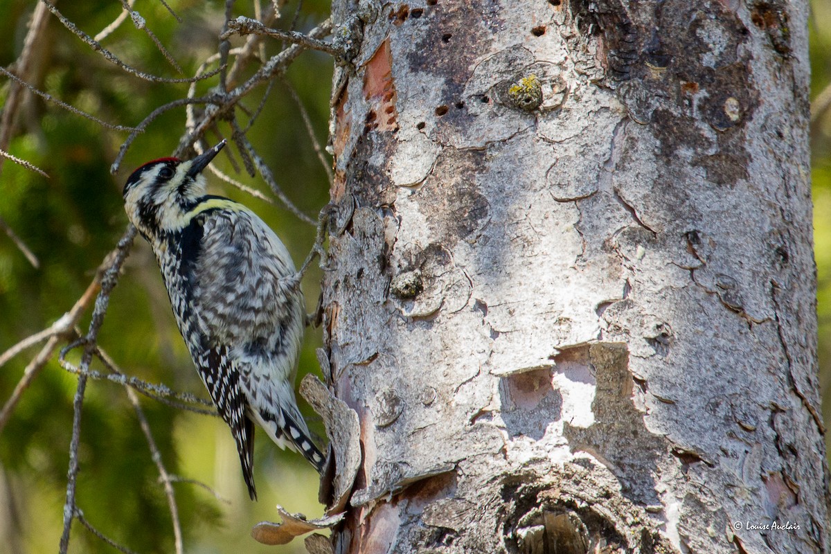Yellow-bellied Sapsucker - Louise Auclair