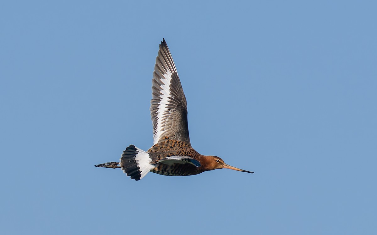 Black-tailed Godwit (islandica) - ML618153323