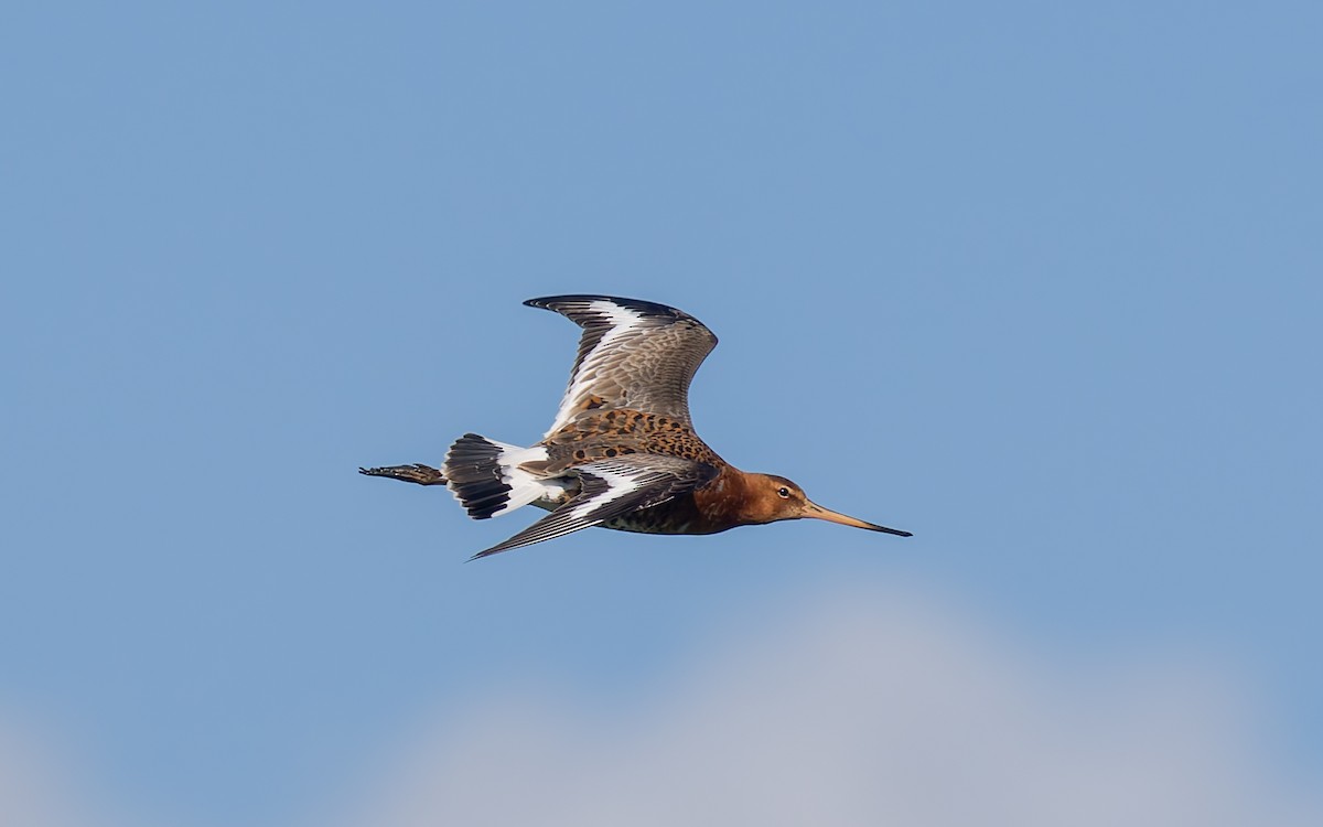 Black-tailed Godwit (islandica) - ML618153325