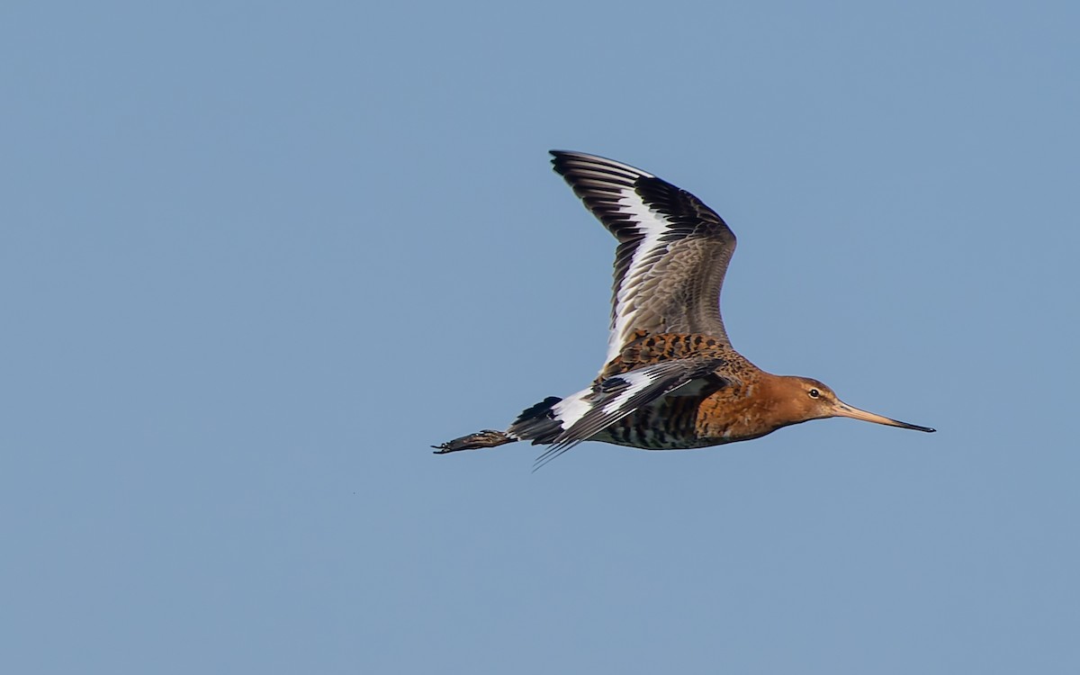 Black-tailed Godwit (islandica) - ML618153333