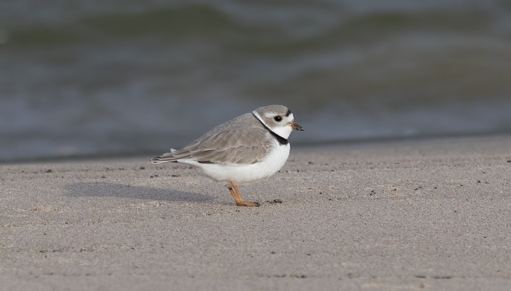Piping Plover - ML618153335