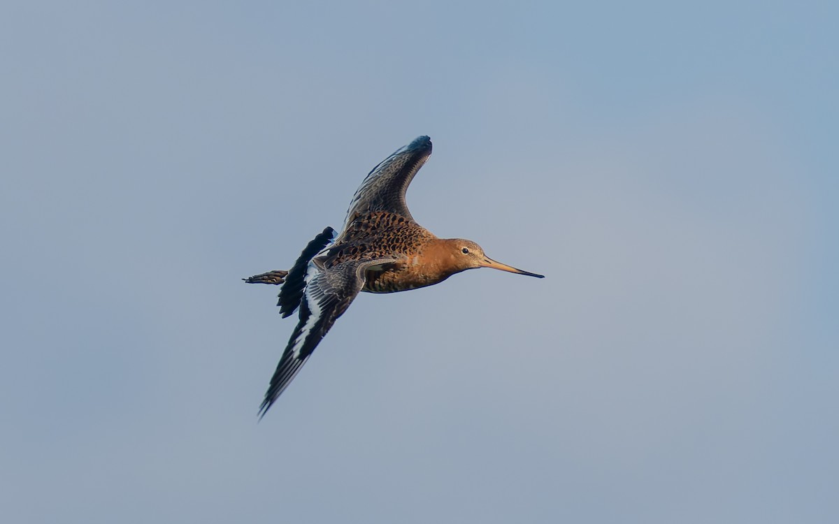 Black-tailed Godwit (islandica) - ML618153339