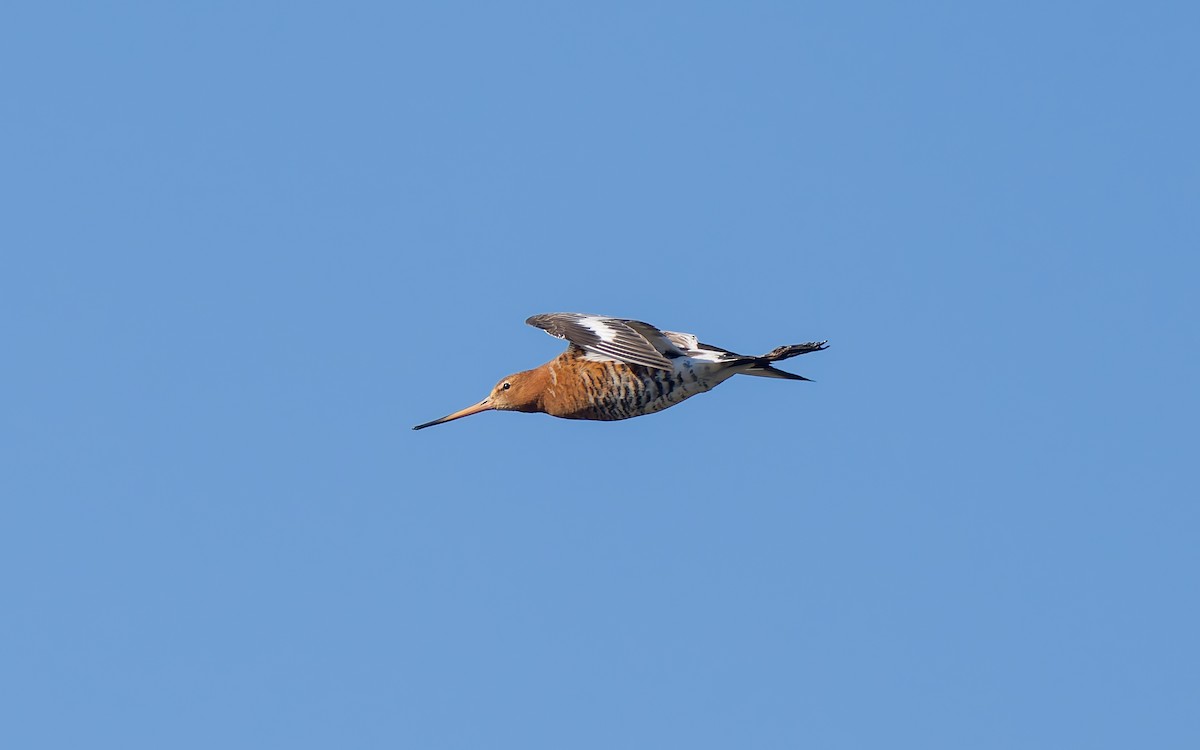 Black-tailed Godwit (islandica) - ML618153404