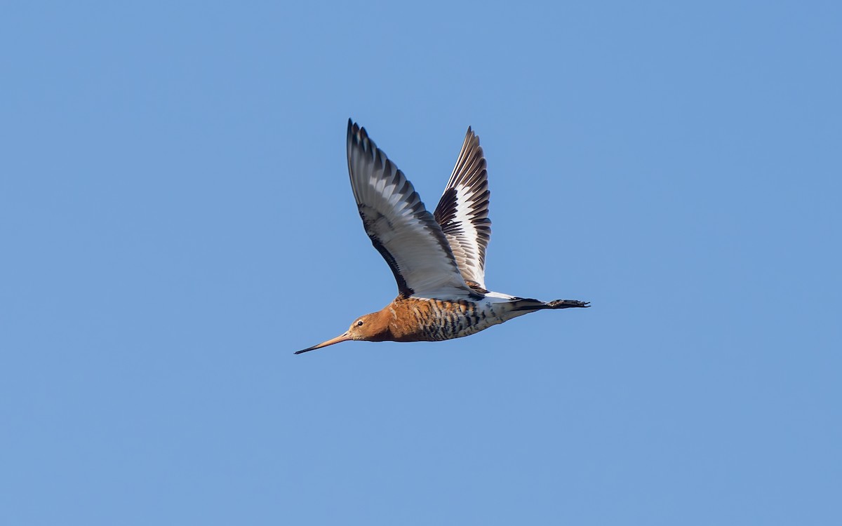 Black-tailed Godwit (islandica) - Peter Kennerley