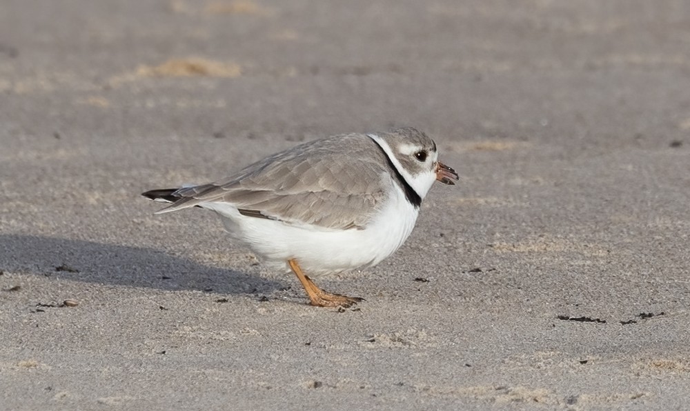 Piping Plover - ML618153427