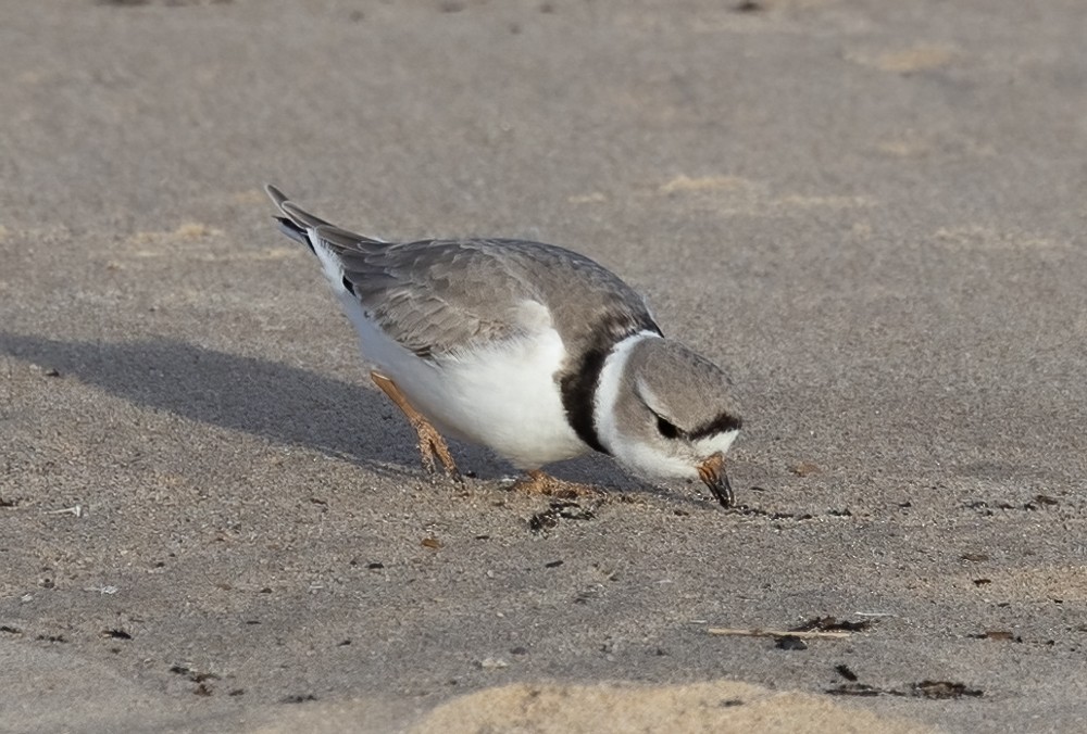 Piping Plover - ML618153429