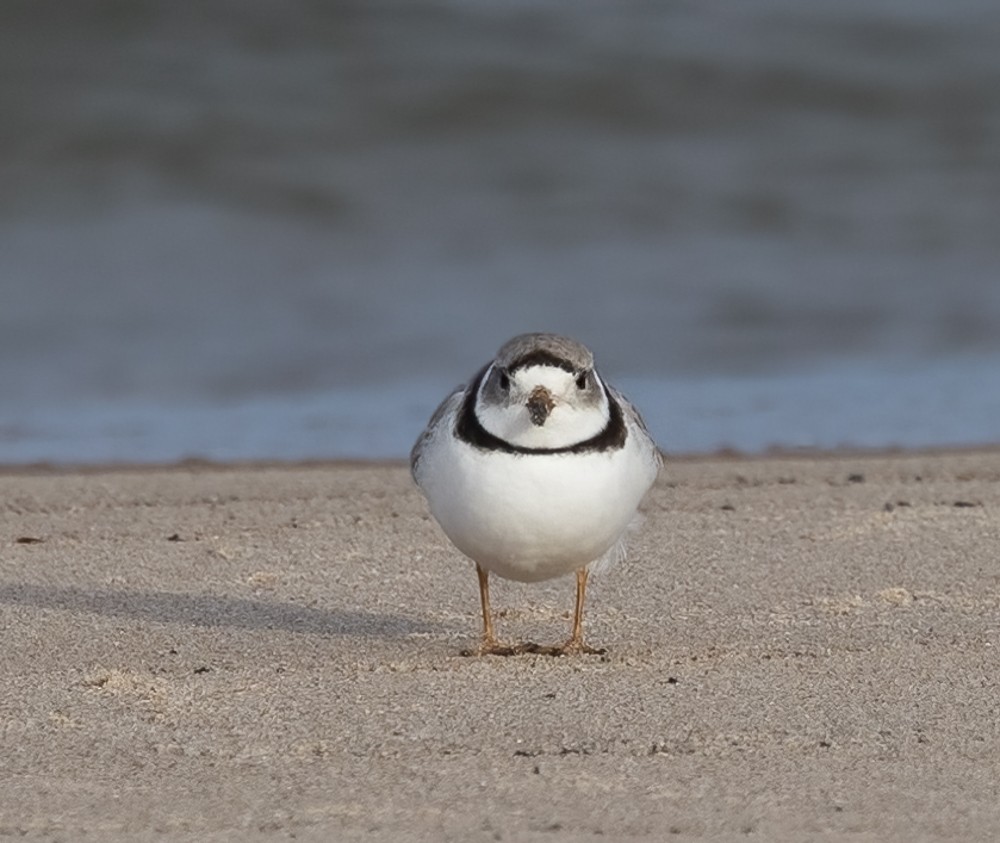 Piping Plover - ML618153430