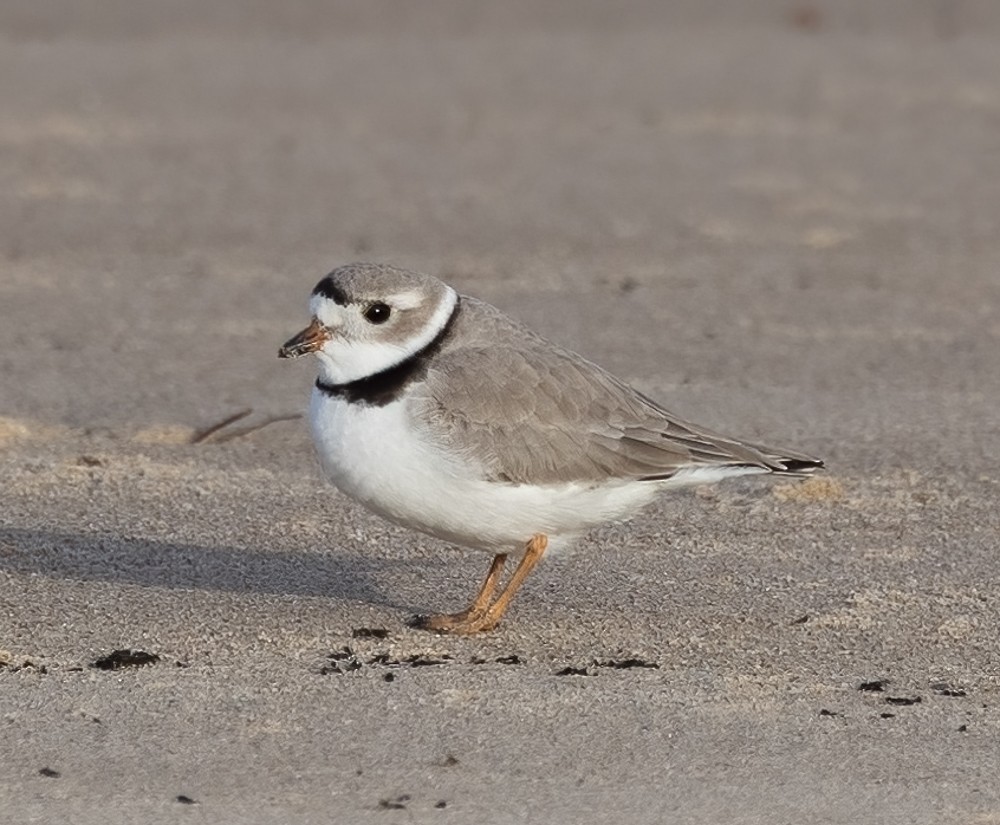 Piping Plover - ML618153431