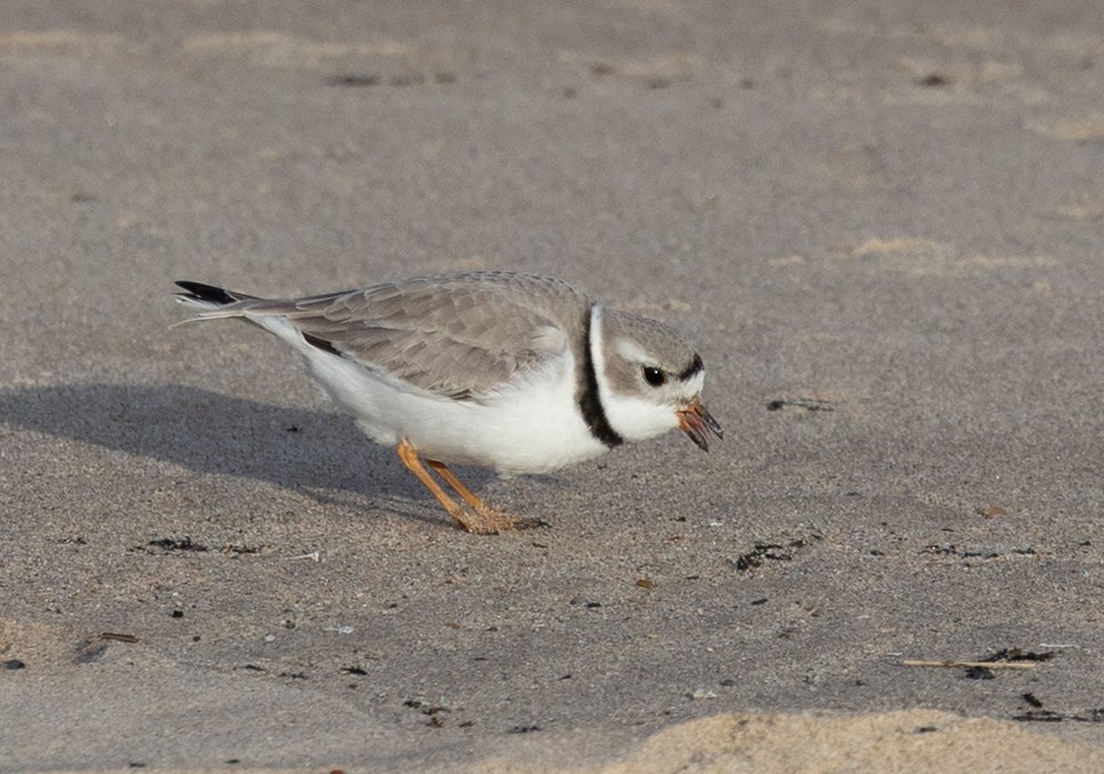 Piping Plover - ML618153432