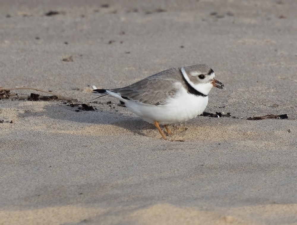 Piping Plover - ML618153433