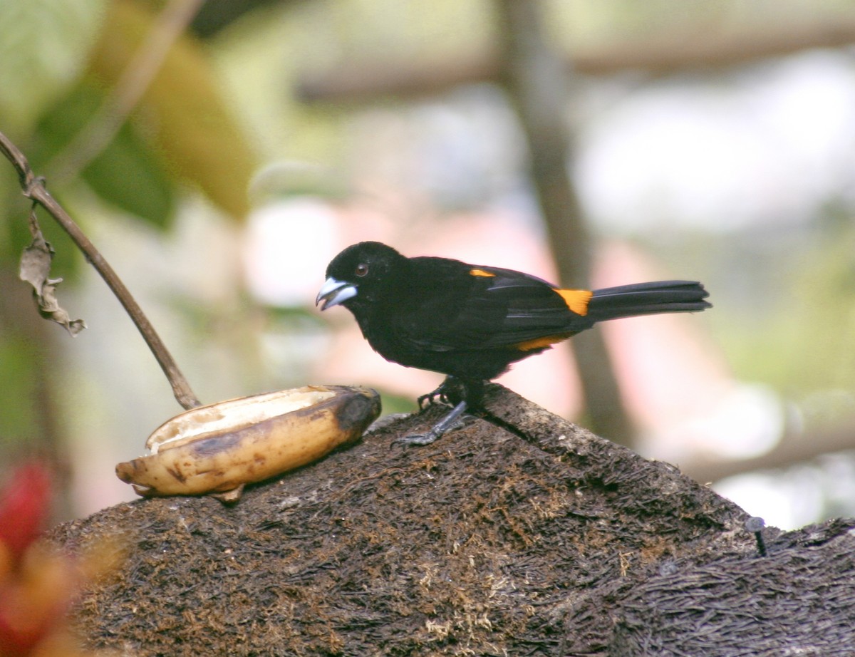 Flame-rumped Tanager - Alfonso Escabosa
