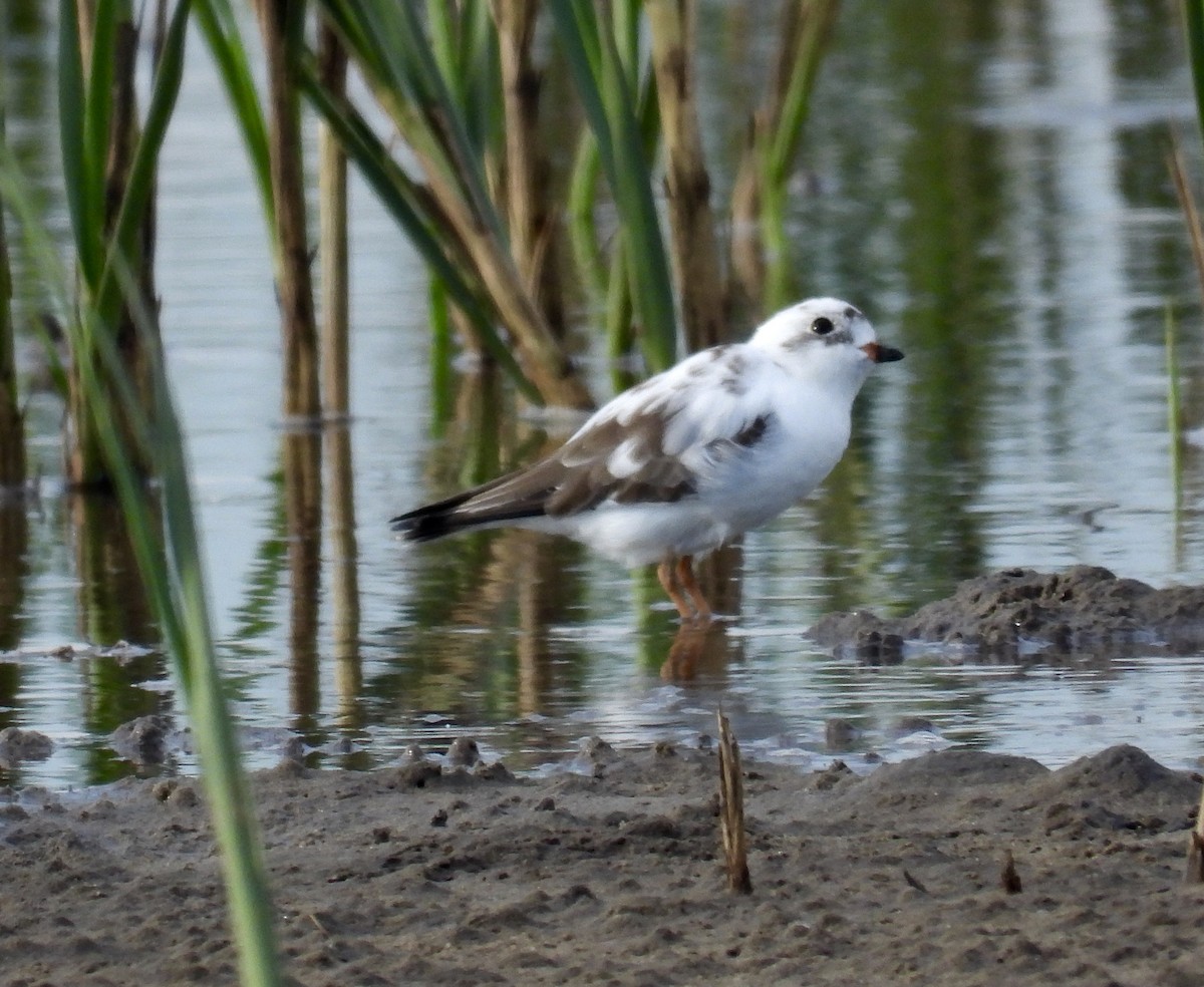 Semipalmated Plover - ML618153498