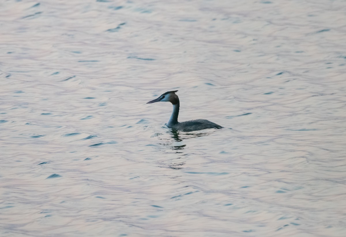 Great Crested Grebe - ML618153510
