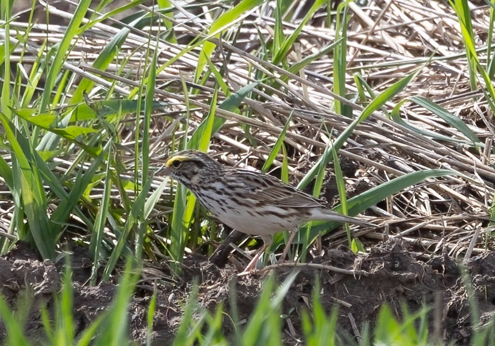 Savannah Sparrow - ML618153519