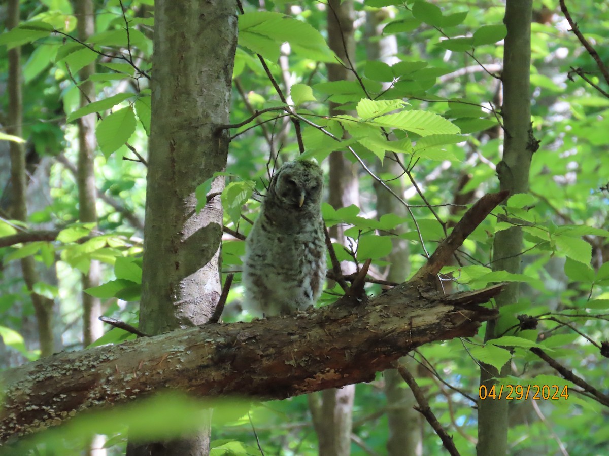 Great Horned Owl - ML618153538