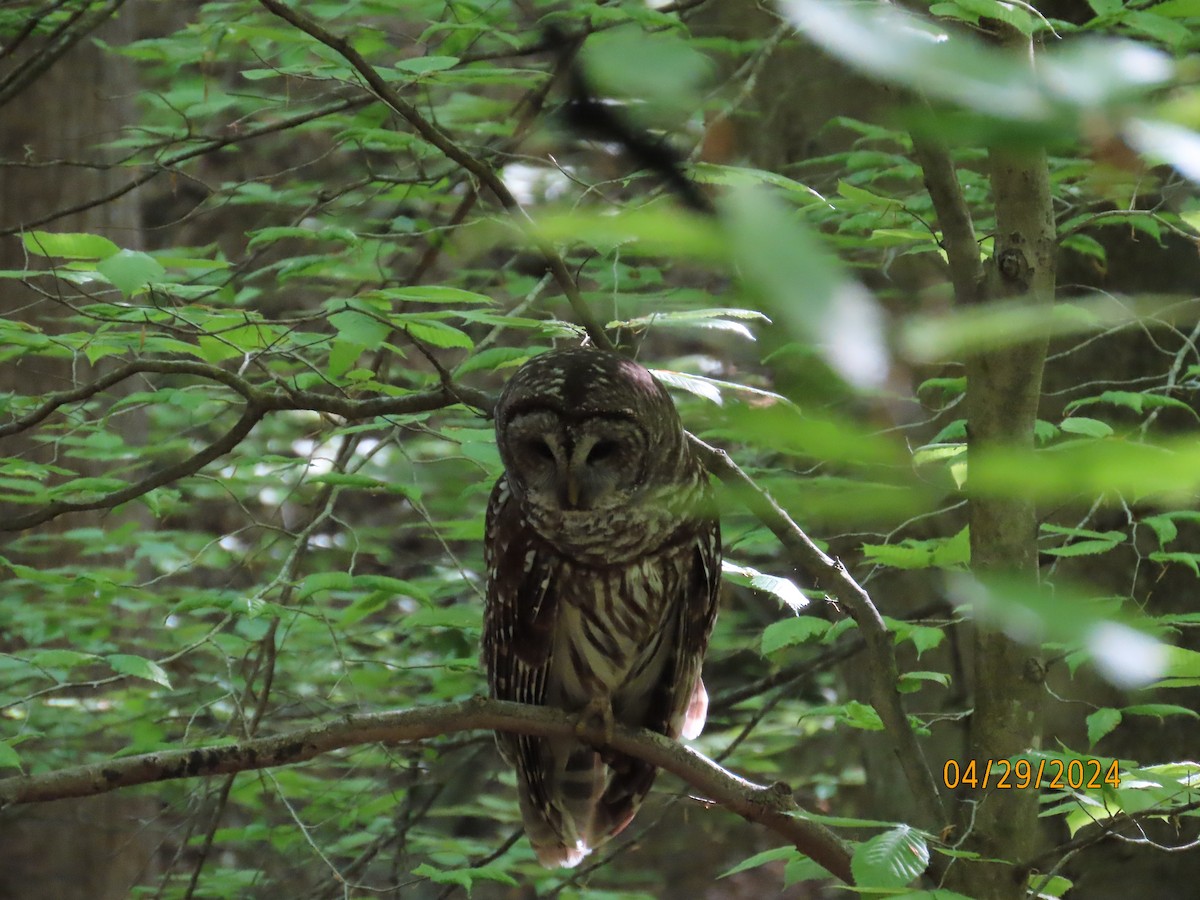 Great Horned Owl - ML618153539
