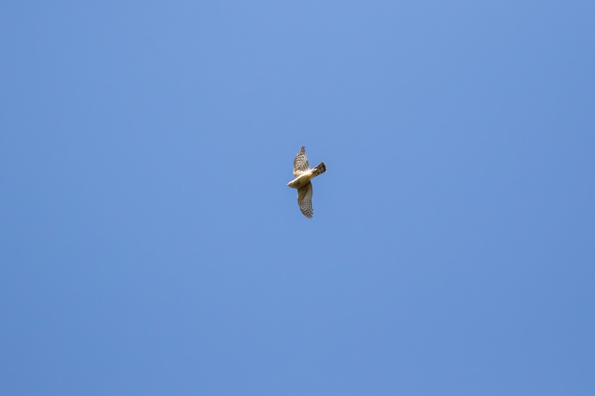 Eurasian Sparrowhawk - ML618153562