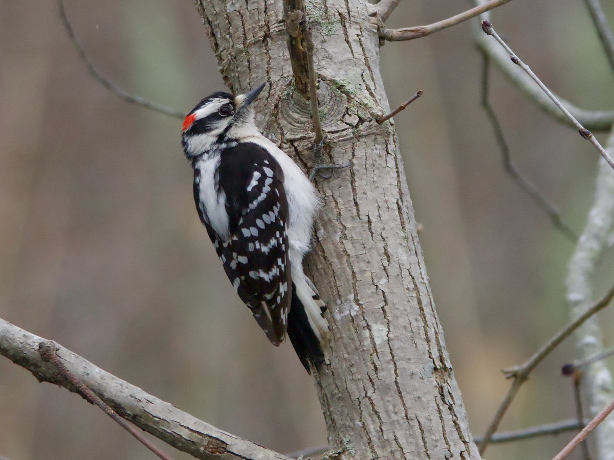 Downy Woodpecker - ML618153570