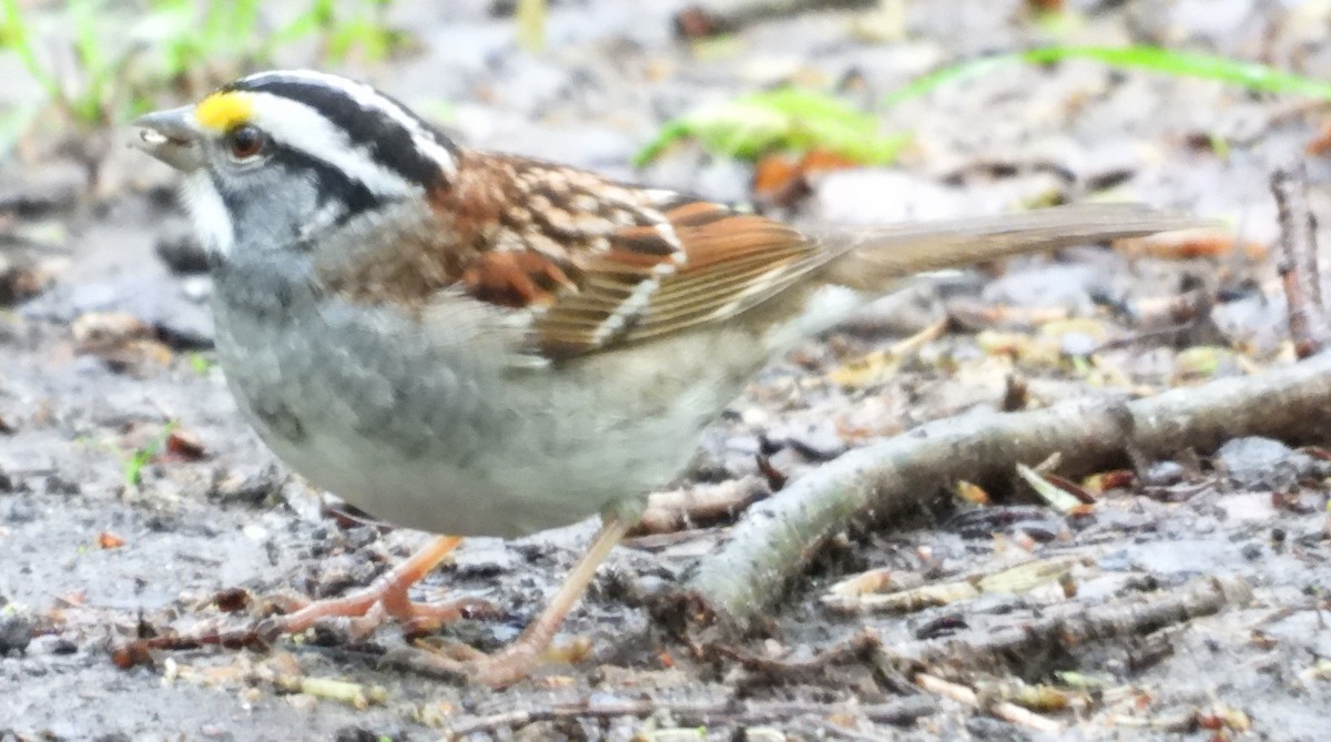 White-throated Sparrow - Brent Daggett