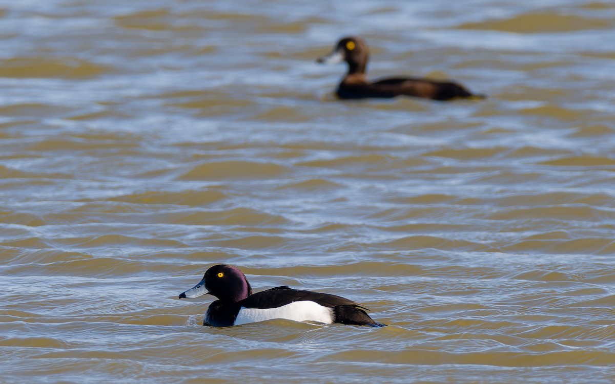 Tufted Duck - ML618153589