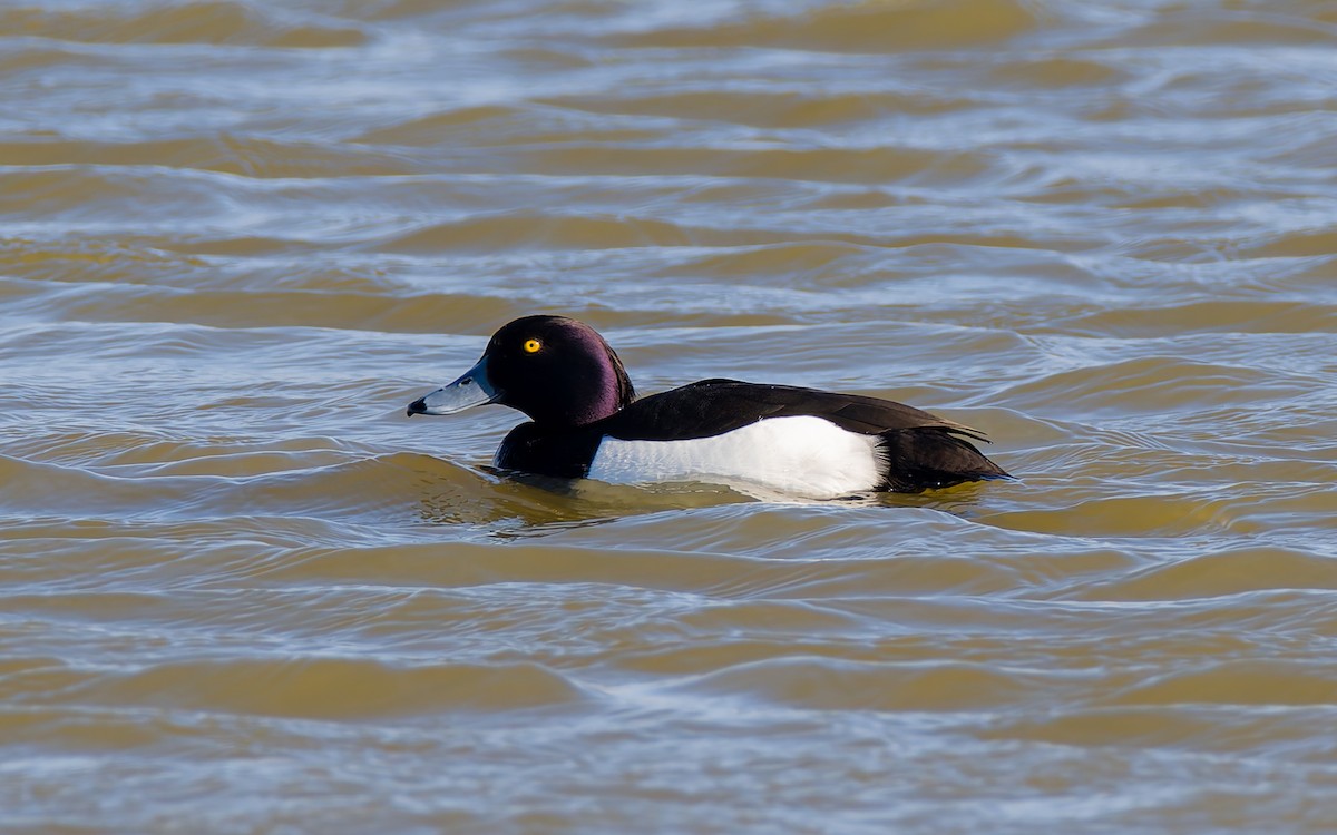 Tufted Duck - ML618153606
