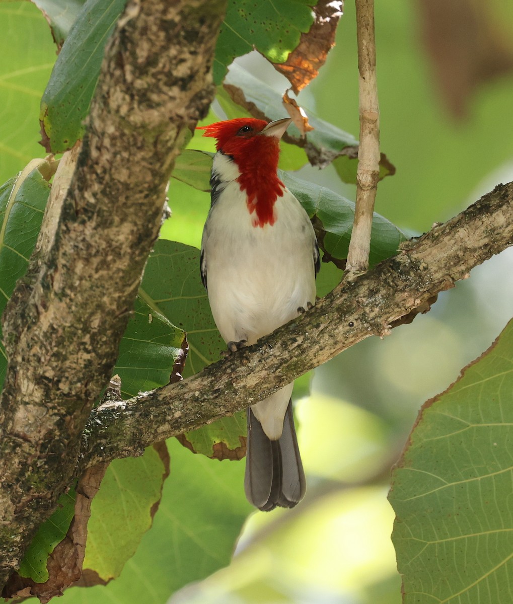 Red-crested Cardinal - ML618153608