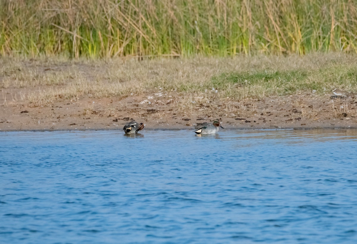 Green-winged Teal - ML618153622