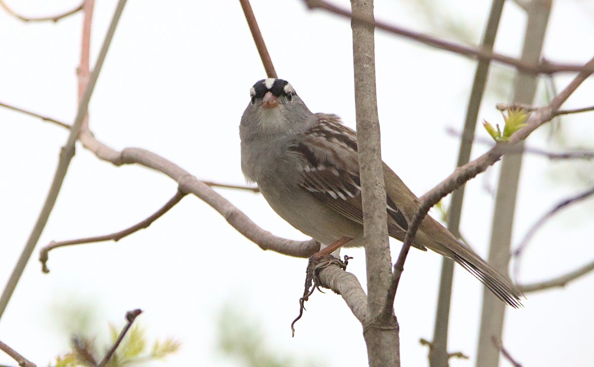 White-crowned Sparrow - ML618153625