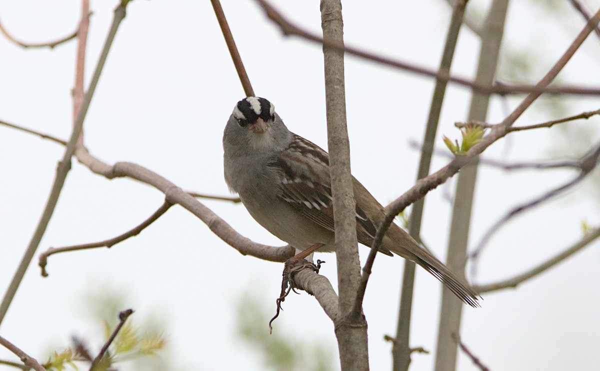 White-crowned Sparrow - Brian Lemons