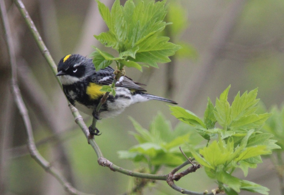Yellow-rumped Warbler - Neil E. Taylor