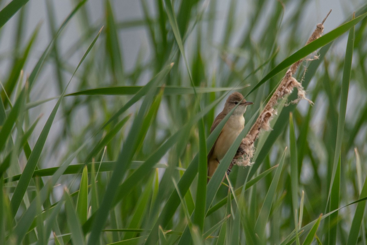 Great Reed Warbler - Galia Veleva