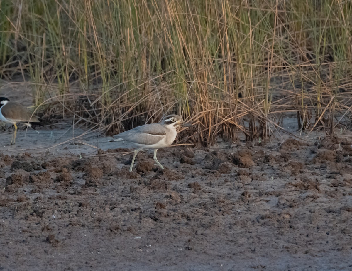Great Thick-knee - ML618153633