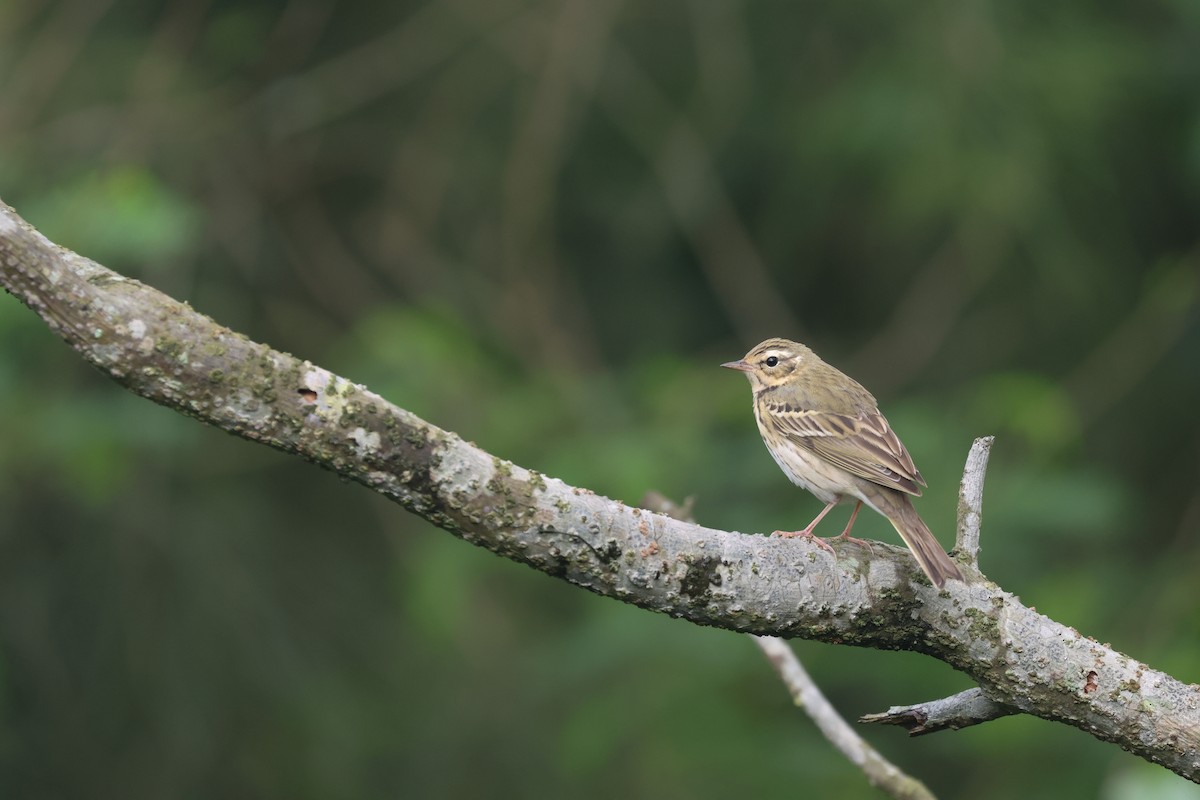 Olive-backed Pipit - Chi-Hsuan Shao