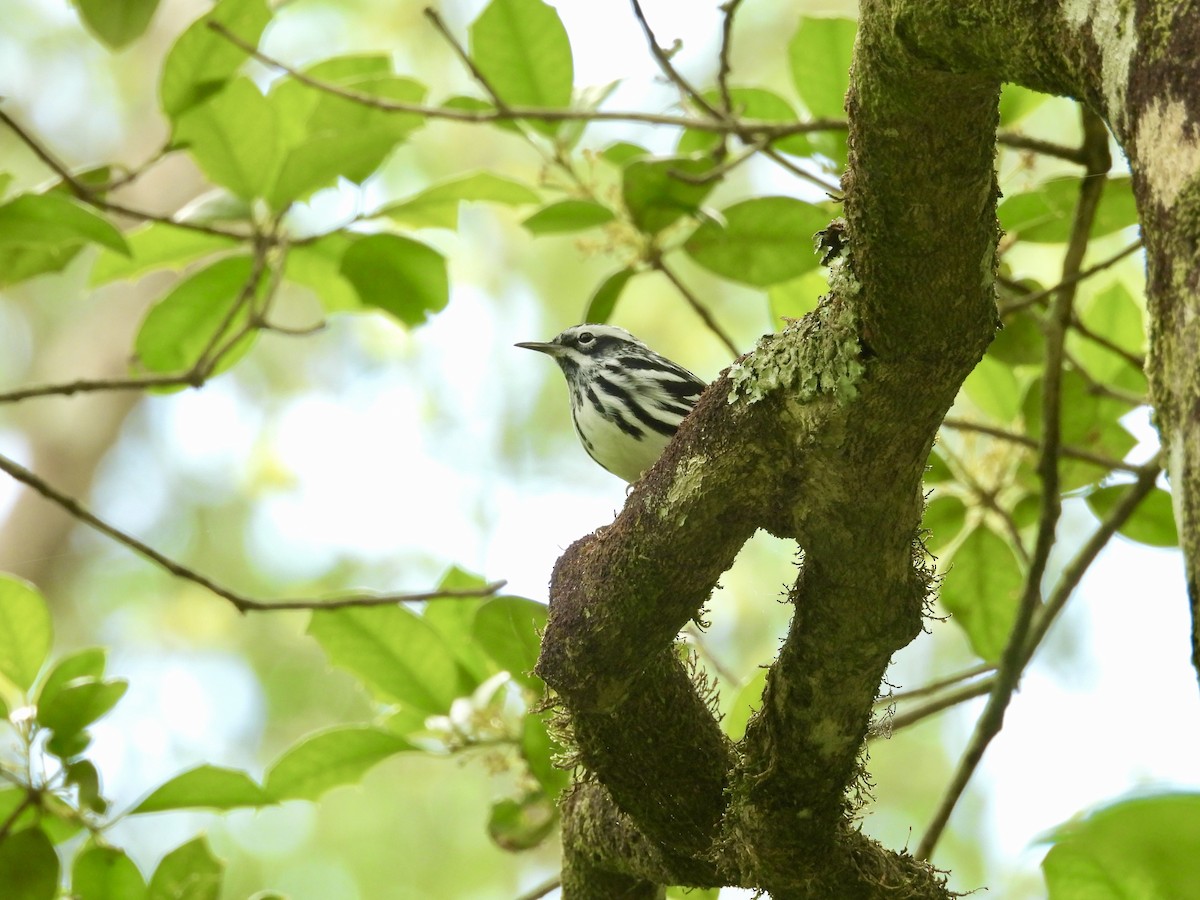 Black-and-white Warbler - ML618153640