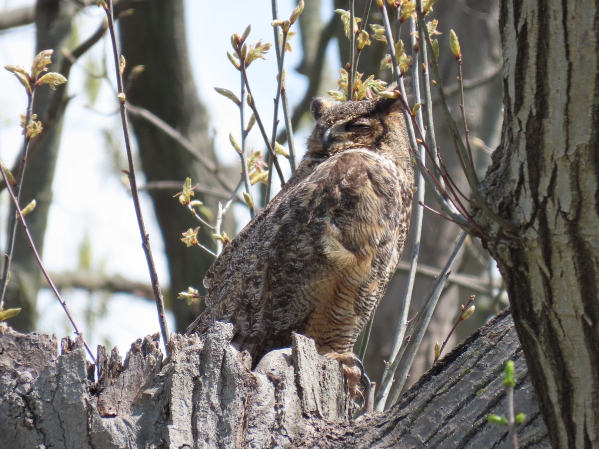 Great Horned Owl - ML618153665
