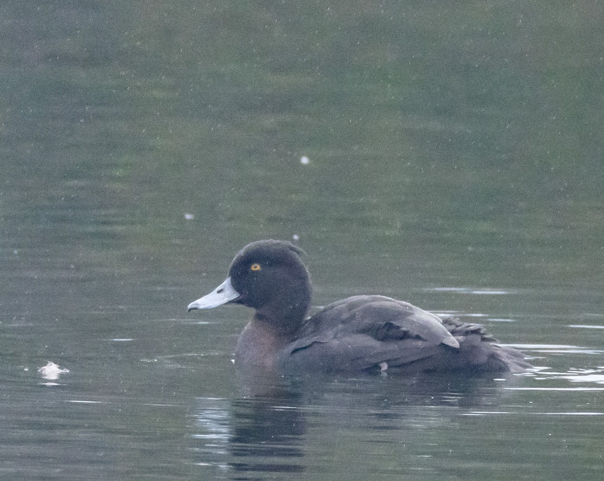 Tufted Duck - ML618153694