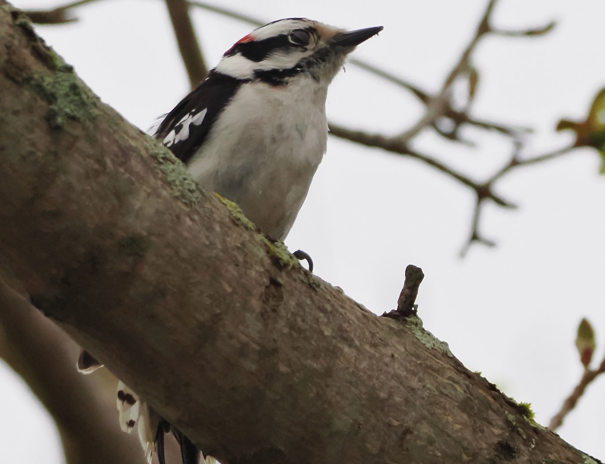 Downy Woodpecker - ML618153701