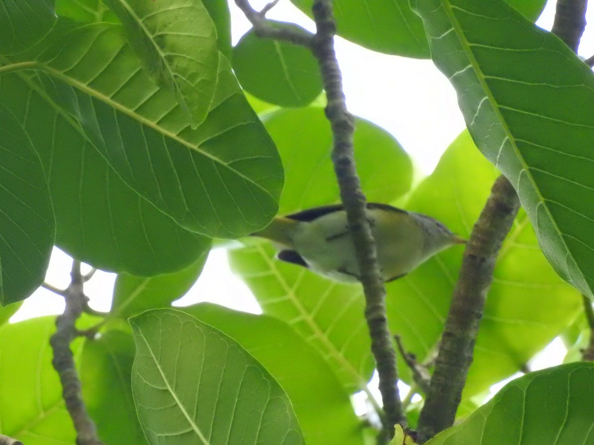 Yellow-throated Warbler - Adrian Garcia